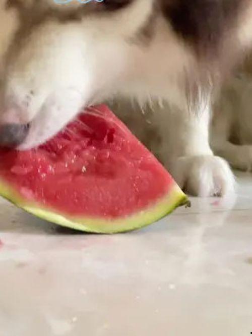 网红和狗吃瓜,吃瓜群众的欢乐盛宴